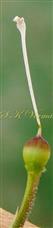  Pistil
